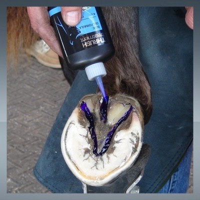 Frasco a despejar líquido azul num casco de cavalo