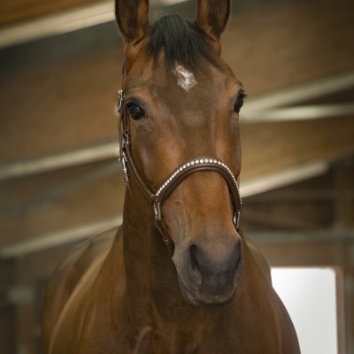 Cavalo castanho com cabeçada de couro castanho dentro de espaço fechado