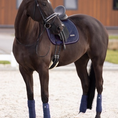 Cavalo castanho escuro com sela, manta e proteções azuis em área de areia