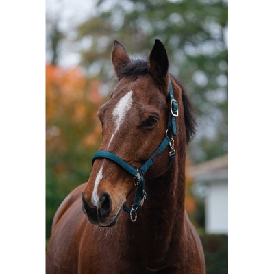 Cavalo castanho com cabresto azul numa área exterior com árvores e casas ao fundo