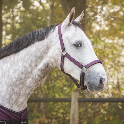 Cavalo branco com cabresto roxo em ambiente exterior