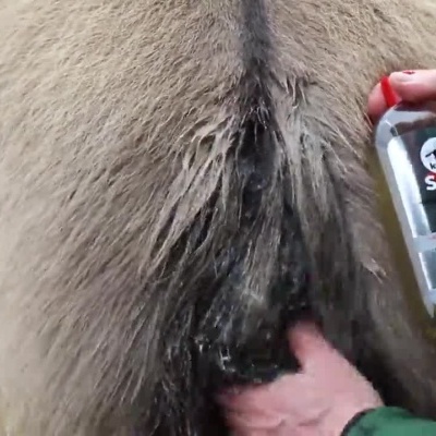Apresentação do uso de produto para cuidado de cavalo com garrafa do produto e aplicação no animal