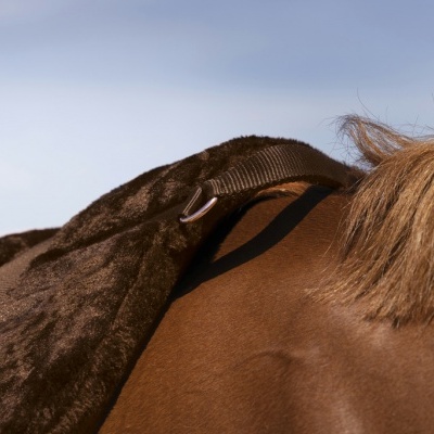 Cavalo castanho com manta felpuda marrom e correia com fivela
