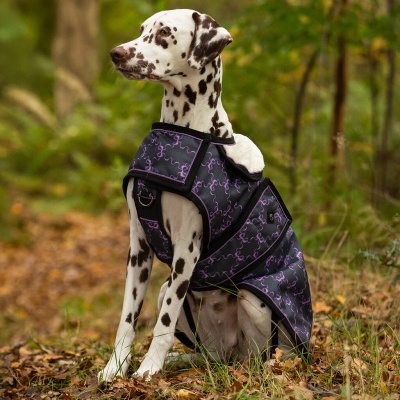 Dálmata com casaco preto e roxo sentado em floresta.