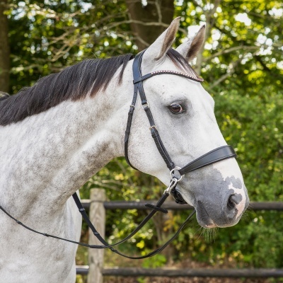 Cavalo cinzento com peitoral e bridão preto e strass na cabeça ao ar livre