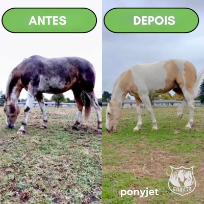 Dois cavalos em pasto comparados antes e depois, com texto ANTES e DEPOIS e selo ponyjet