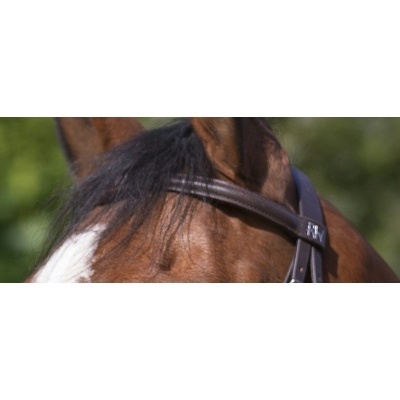 Cabeça de cavalo castanho com rédea de couro castanho escuro em ambiente ao ar livre