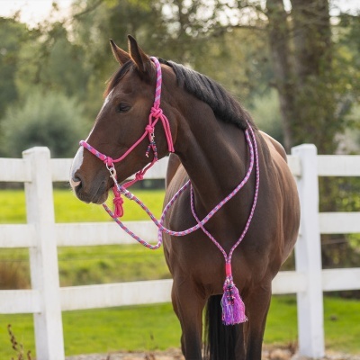 Cavalo castanho com cabresto rosa com padrões azuis e brancos em cerca branca