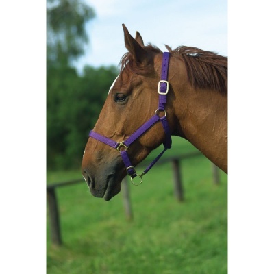 Cavalo castanho com cabresto roxo em prado verde