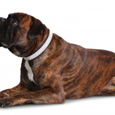 Cão boxer castanho de coleira branca e preta deitado em fundo branco