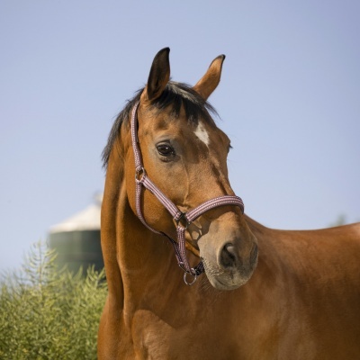 Cavalo castanho com rédea vermelha e branca em ambiente ao ar livre