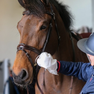 Cavalo castanho com bridão sendo limpo com pano branco por pessoa de roupa azul