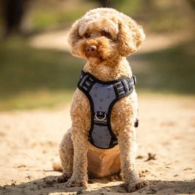 Cão sentado na areia com arnês cinza e preto