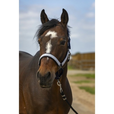 Cavalo castanho com cabresto preto e branco ao ar livre