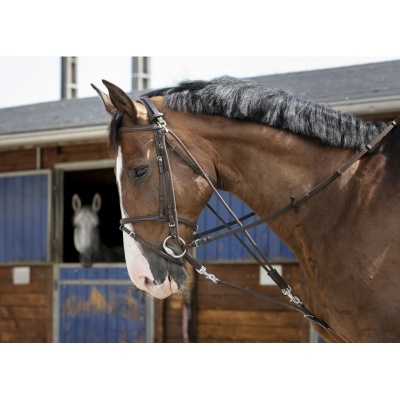 Cavalo castanho com brida ao lado de um celeiro azul com outro cavalo dentro