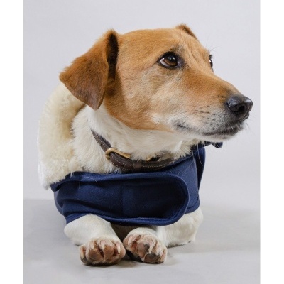 Cão Jack Russell com casaco azul marinho e gola branca