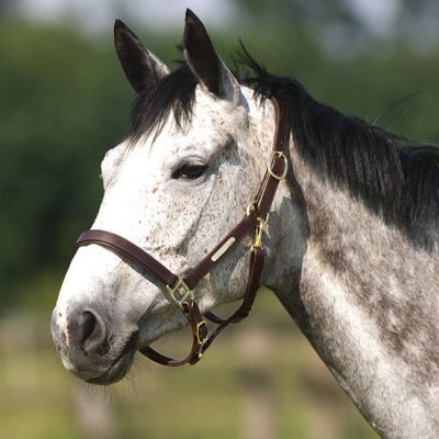Cavalo cinzento usando cabeçada de couro castanho