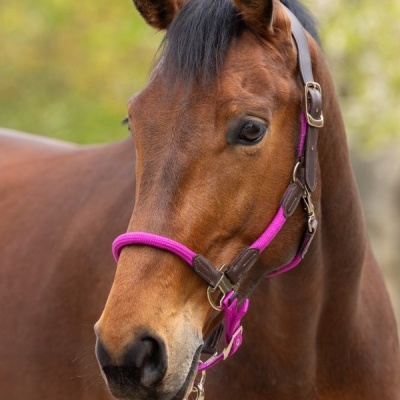 Cavalo castanho com cabresto rosa vibrante e guia