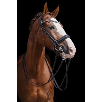 Cavalo castanho com brida preta e rédea, fundo preto