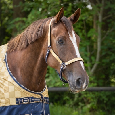 Cavalo castanho com cabresto bege e manta azul e bege quadriculada