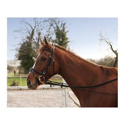 Cavalo castanho com embocadura preta ao ar livre junto a cerca branca