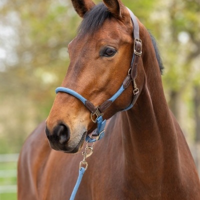 Cabresto azul e castanho em cavalo castanho ao ar livre