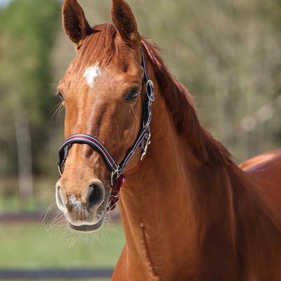 Cavalo castanho com cabresto preto e detalhes vermelhos ao ar livre