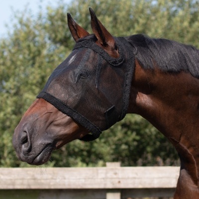 Máscara de protecção preta para cavalo colocada em cavalo castanho