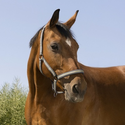 Cavalo castanho com cabeçada cinza e branca ao ar livre