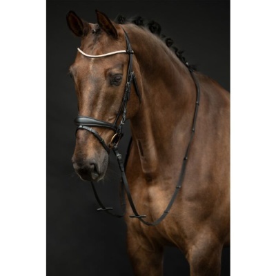 Cavalo castanho com bridão preto em fundo escuro