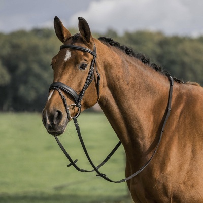 Cavalo castanho com cabeçada de couro preto num campo verde