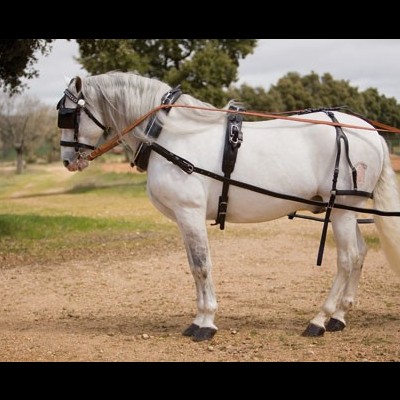 Cavalo branco com arreios de couro preto em terreno de terra