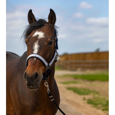 Cavalo castanho com cabresto cinzento e preto em terreno aberto
