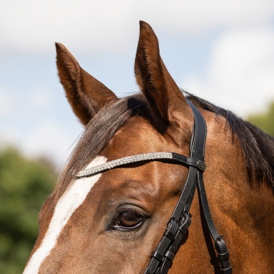 Cabeça de cavalo castanho com cabresto preto e faixa frontal com strass