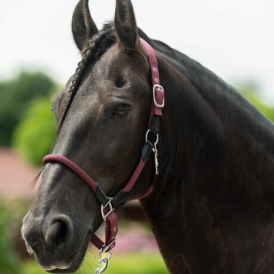 Cavalo preto com peitoral roxo e argolas de metal ao ar livre