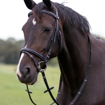 Cavalo castanho escuro com embocadura e rédea de couro preto no campo