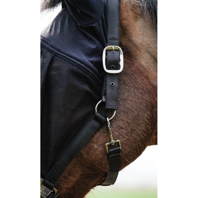 Trela preta com fivelas metálicas numa cabeça de cavalo castanho
