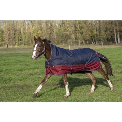 Cavalo com manta azul e bordeaux num campo verde