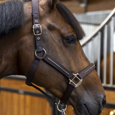 Cavalo castanho com peitoral e arreio castanho escuro em estábulo