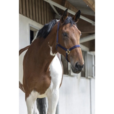 Cavalo castanho e branco com peitoral azul num estábulo