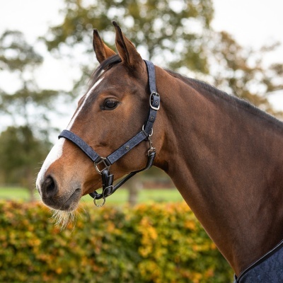 Cabeça de cavalo castanho com cabeçada azul escura e fivelas metálicas ao ar livre