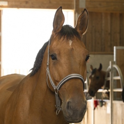 Cavalo castanho com focinheira cinzenta em estábulo de madeira