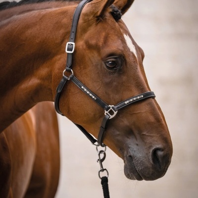 Cavalo castanho com cabresto preto e ornamentos brilhantes
