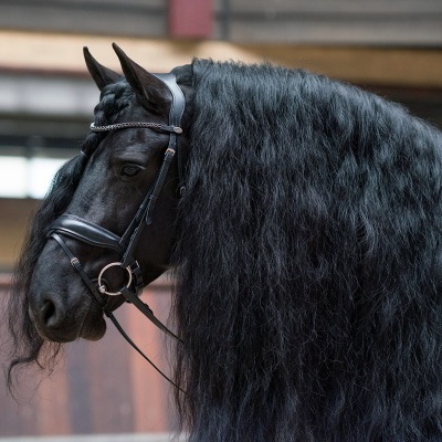 Cabeça e parte lateral de um cavalo preto com crina longa usando rédea de couro preta.