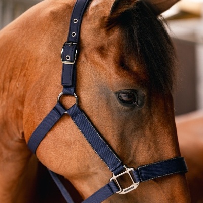 Cavalo castanho com cabresto azul escuro de tecido e fivelas metálicas