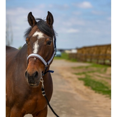 Cavalo castanho com cabresto cinza num caminho de terra ao ar livre