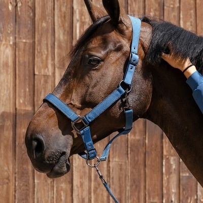 Cavalo castanho com cabresto azul claro e trela em fundo de madeira
