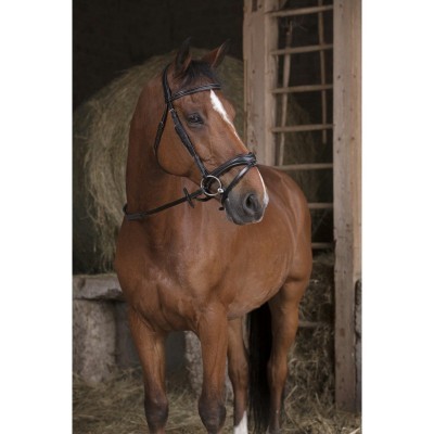 Cavalo castanho com bridão preto em estábulo de madeira