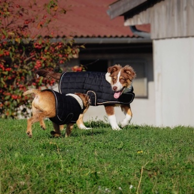 Dois cães com casacos acolchoados pretos num relvado verde com arbustos e casa ao fundo