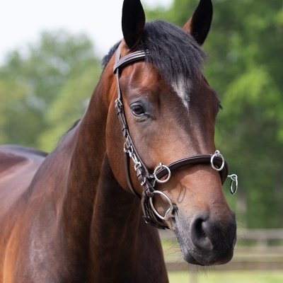 Cavalo castanho com bridão de couro em ambiente exterior